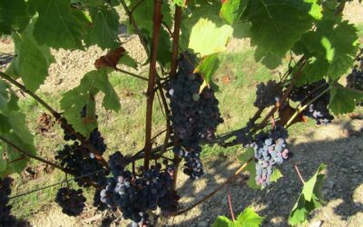 Vigneron indépendant à Saumur : découvrez le savoir-faire et les produits de notre terroir viticole !